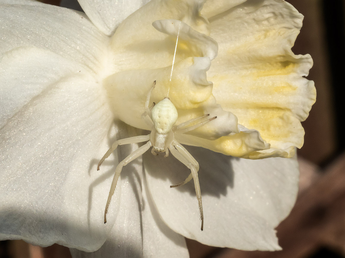 Crab spider 4